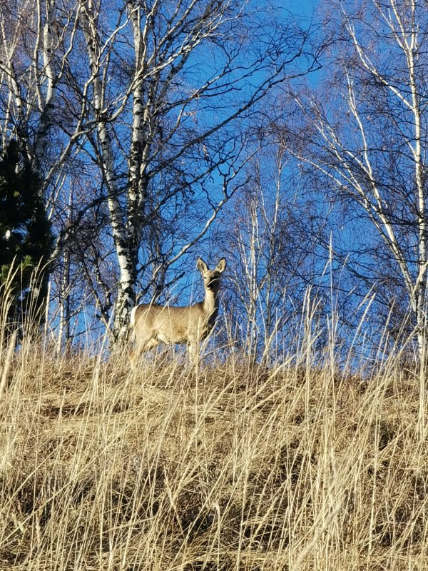 На южном склоне
