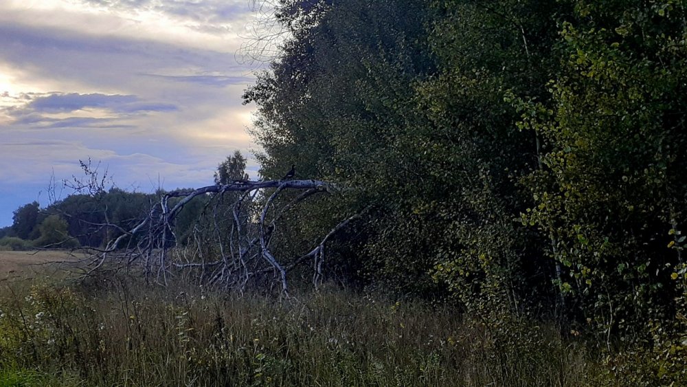 Петька.