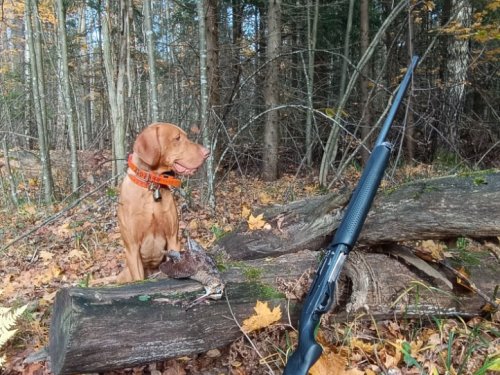 С охоты на вальдшнепа