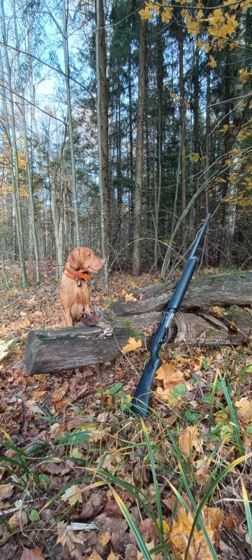 С охоты на вальдшнепа