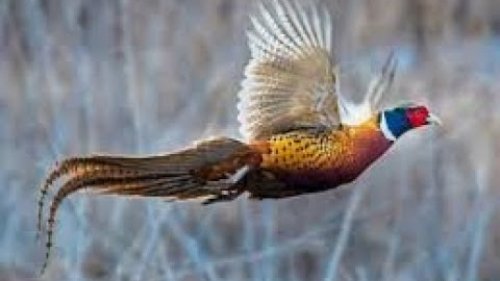 Экспресс охота на фазана.