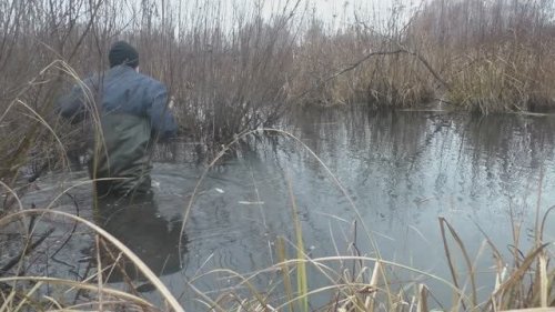 Охота на бобра. Ставлю и проверяю капканы. Работа над ошибками.