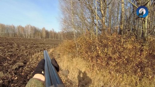 ОХОТА НА ЗАЙЦА В УЗЁРКУ. РАБОЧИЕ МОМЕНТЫ. R 18+