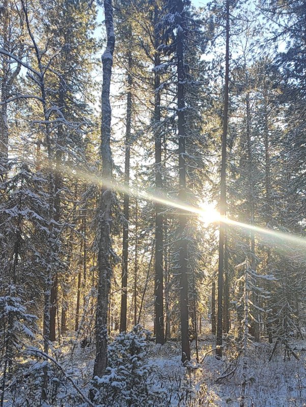 Солнце светит...