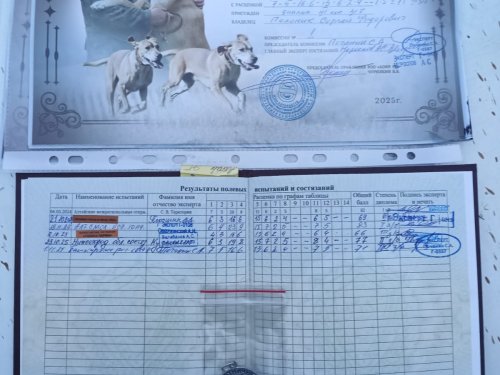 Состязания гончих в Башкирии