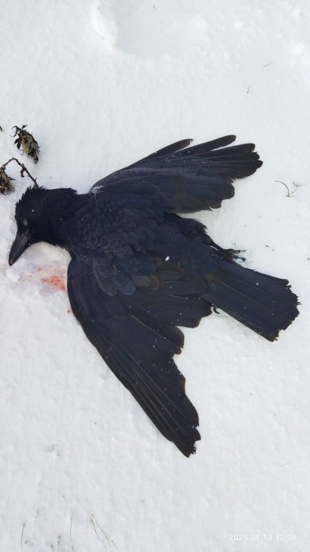 Приземлили.