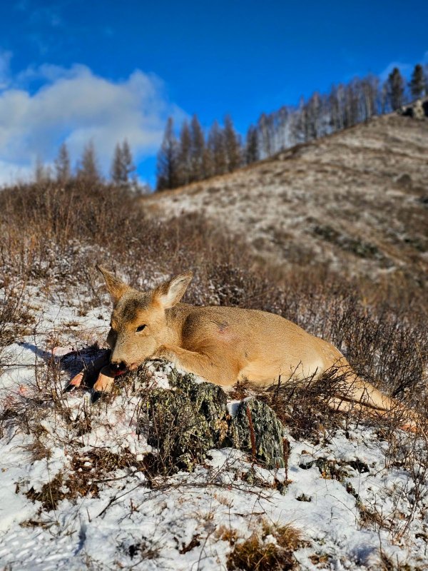 Последняя вершина