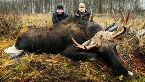 Охота НА ЛОСЯ ???? Чей рогач?