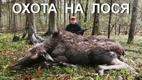 Коллективом на лося...