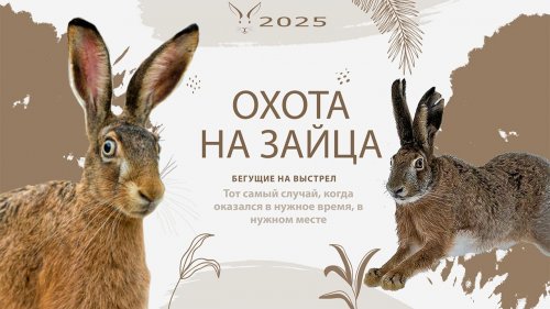 Набегающие зайцы. Охота на зайца - русака 2025