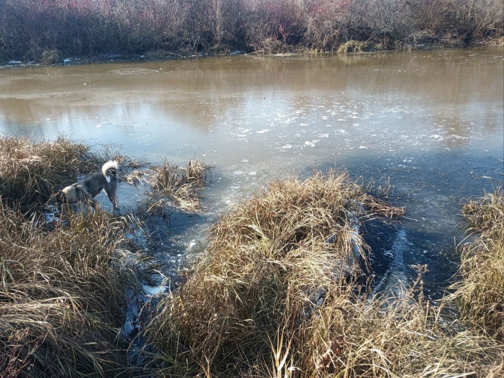 ищем бобров