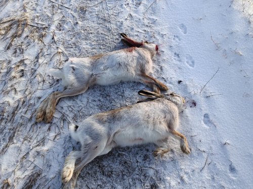 По свежему снежку