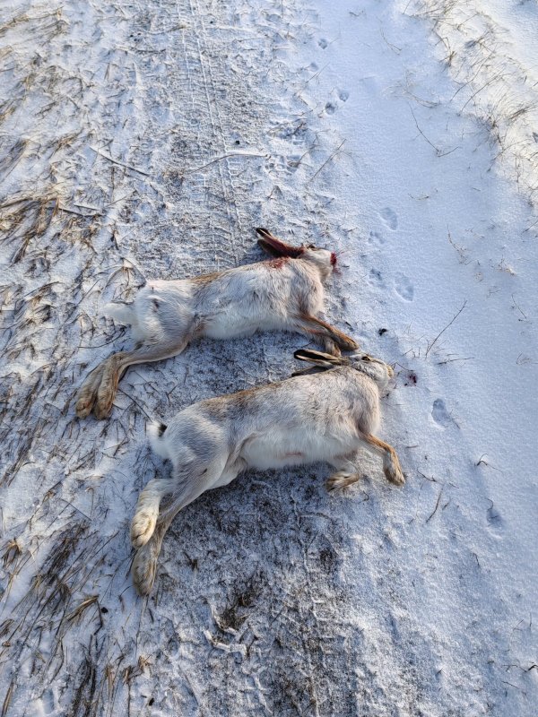 По свежему снежку