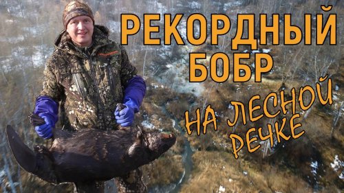 Добыл своего рекордного бобра! / Проверка капканов на лесной речке