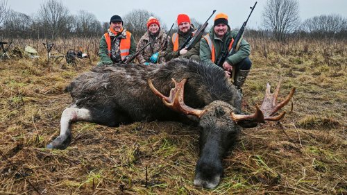 Охота НА ЛОСЯ. Стреляли....