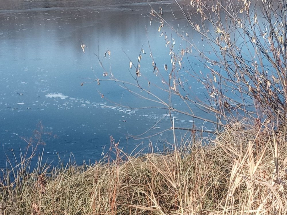 бобриный ход