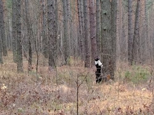 Нашёл белку