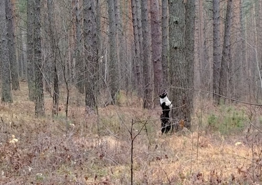 Нашёл белку