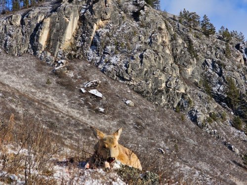 По горным хребтам пешком с понягой