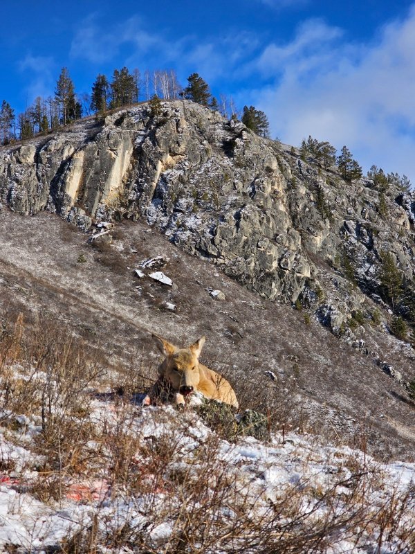 По горным хребтам пешком с понягой