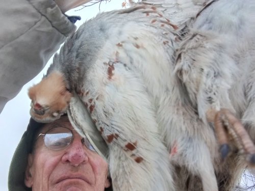 07.11.25 Ходовая охота.