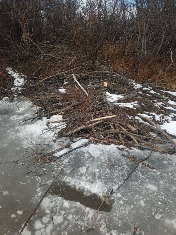 ставим капкан