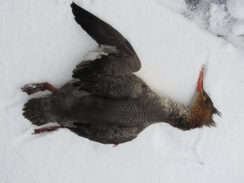 Взят на незамерзайке.