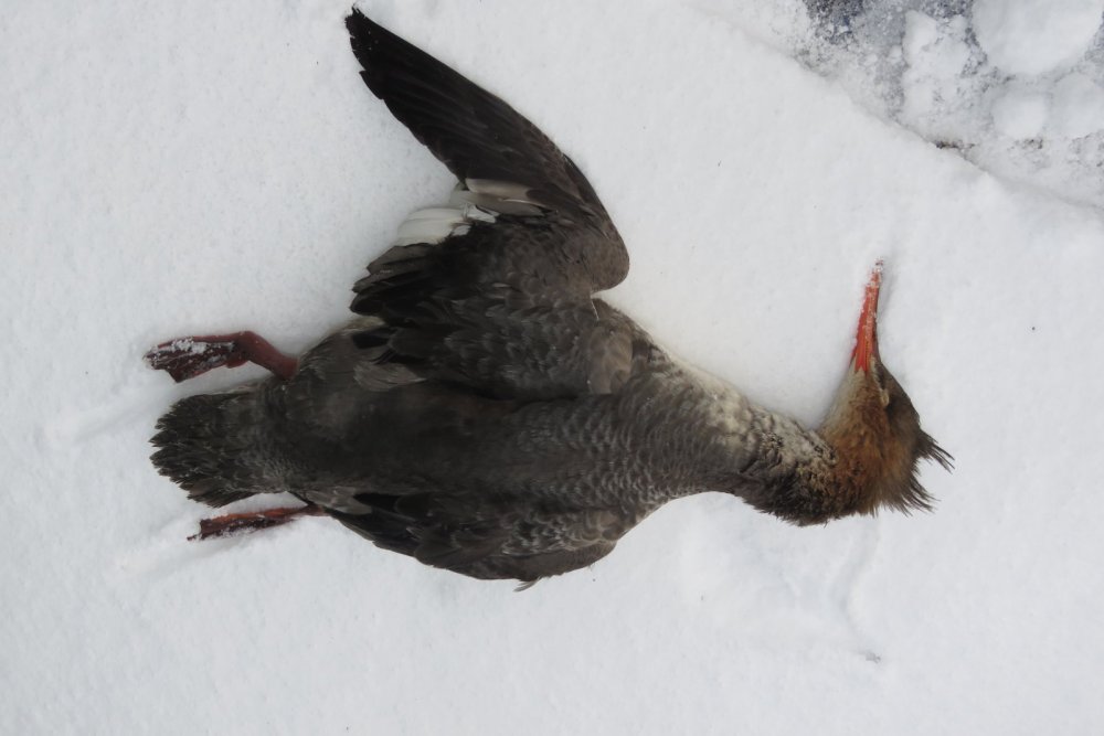 Взят на незамерзайке.