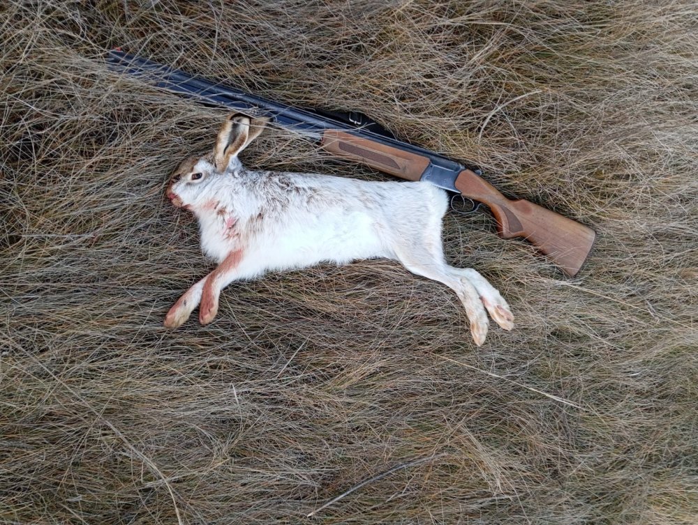 С гончаками РПГ.