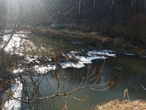 ищем бобров