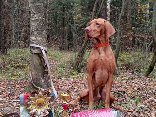 Состязания по КС