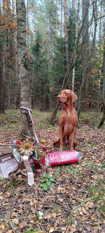 Состязания по КС