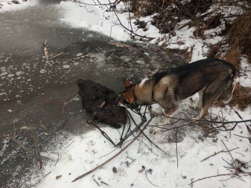 попался голубчик