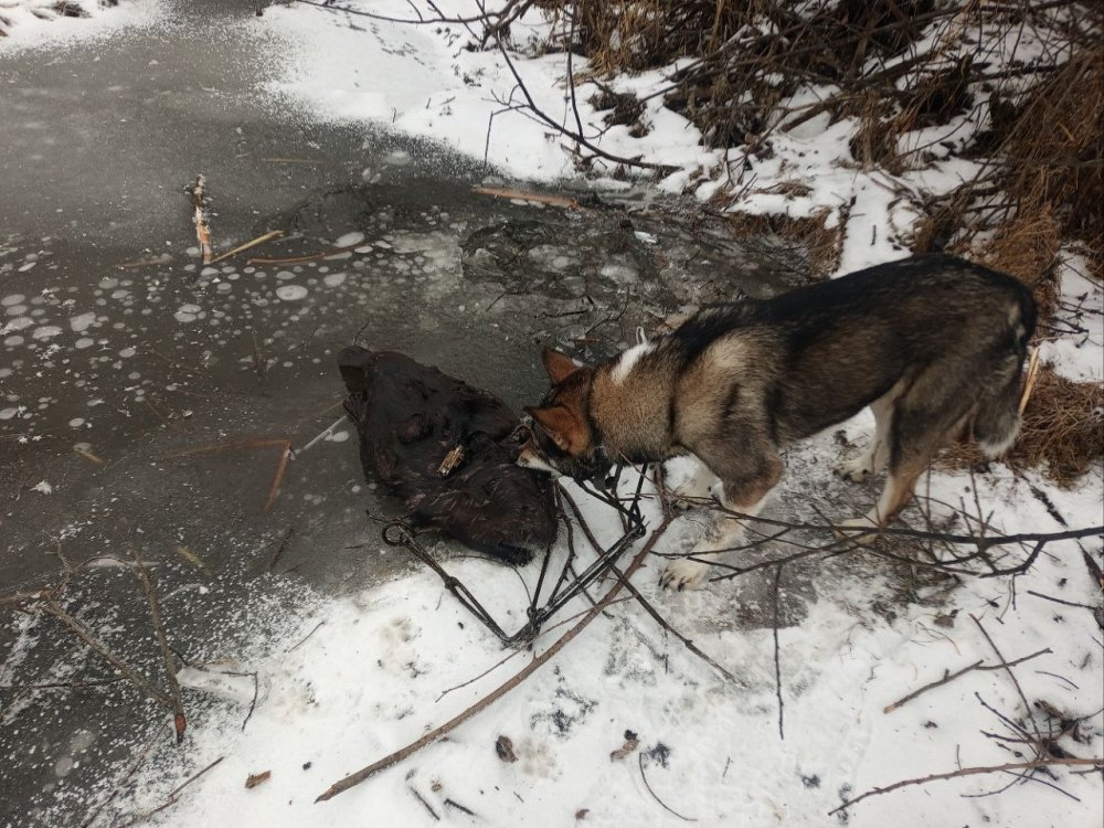 попался голубчик