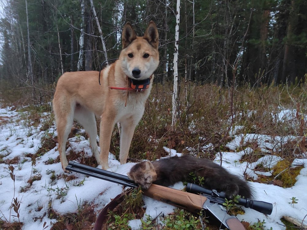 Собачка молодец.