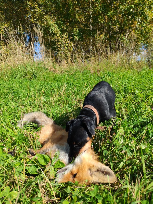 Пал в неравном бою