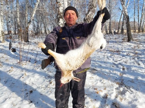 Вот и русак!