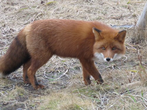 К зиме готов)