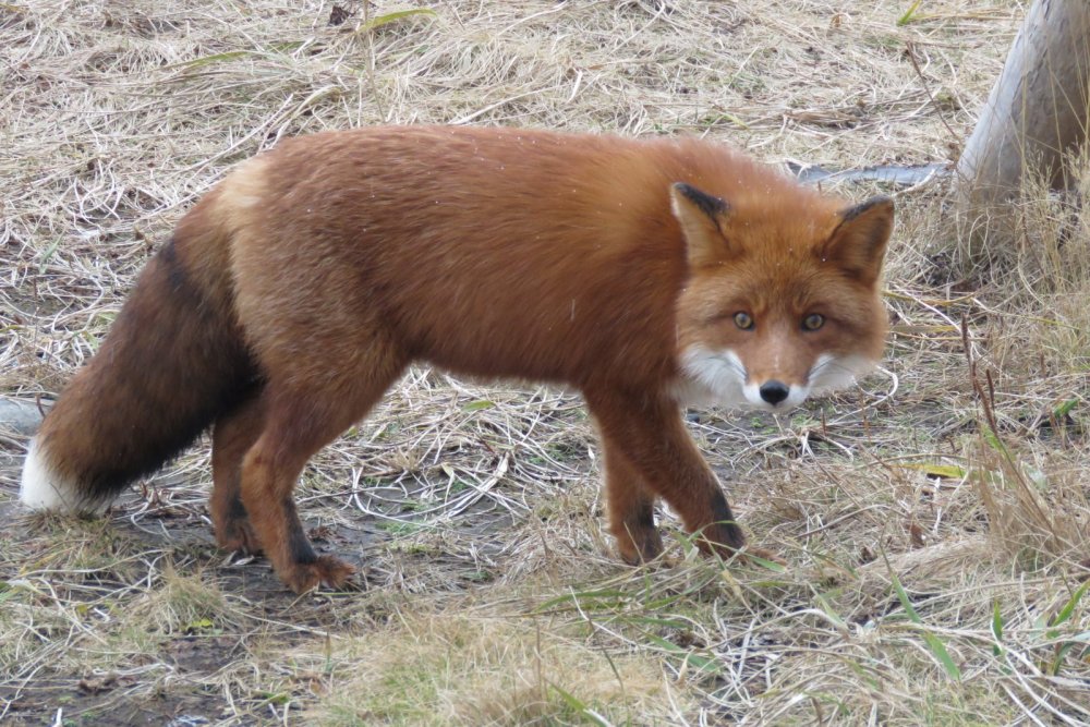 К зиме готов)