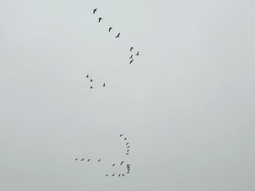 Северный гусь в движении. Прилетели на зимовку.