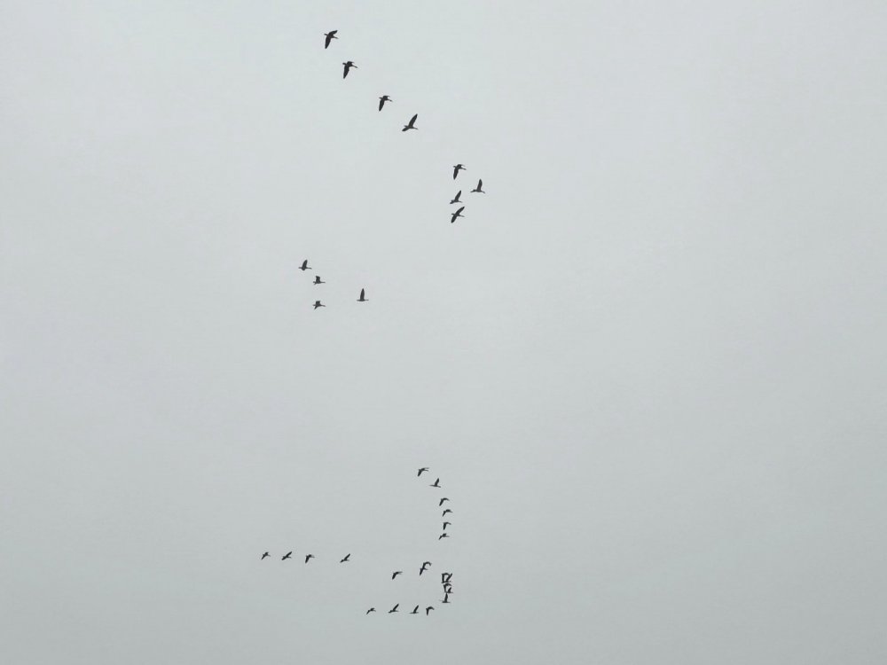 Северный гусь в движении. Прилетели на зимовку.