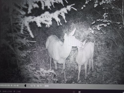 С фото ловушки