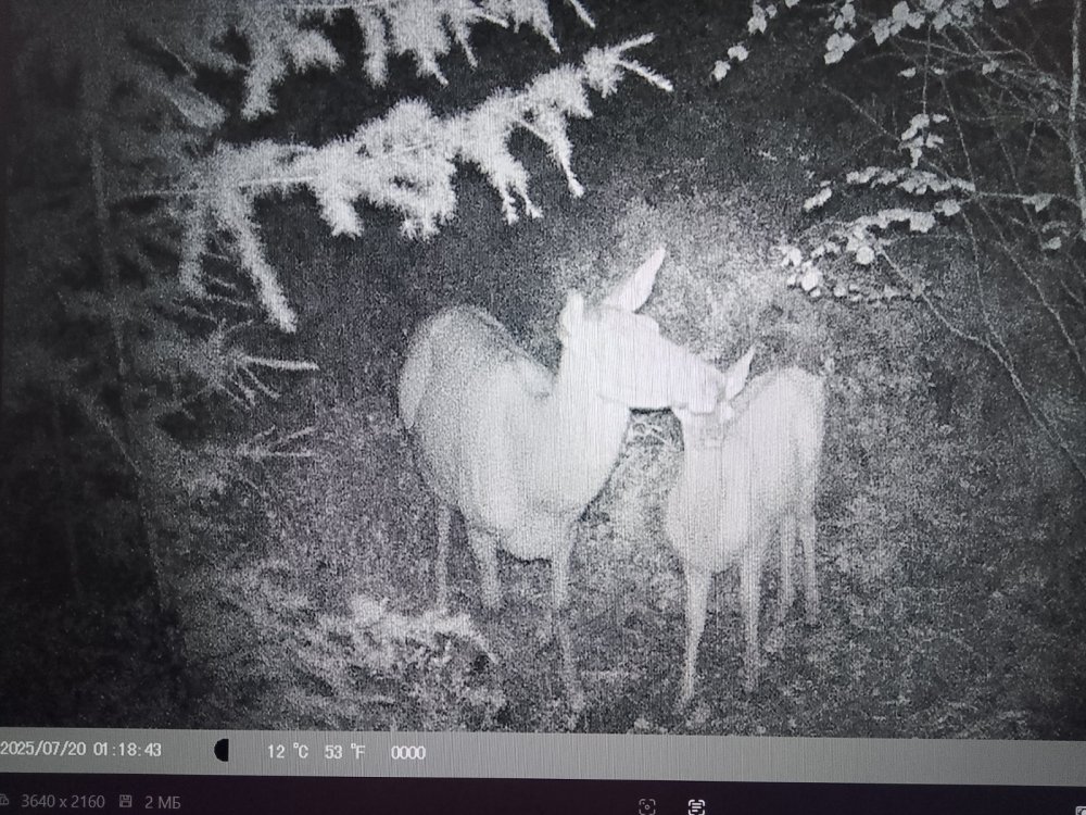 С фото ловушки