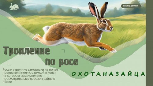 ТРОПЛЕНИЕ ЗАЙЦА ПО РОСЕ. Охота на зайца - русака 2025