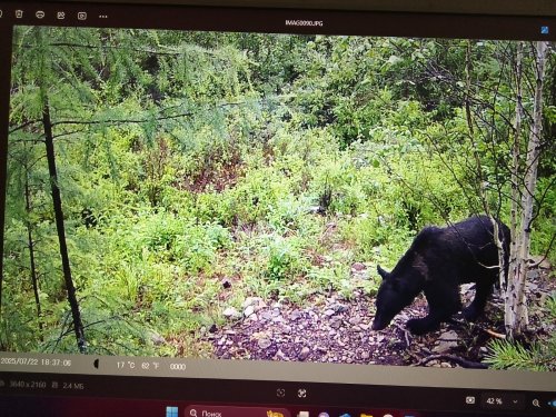 И  мишка заходил