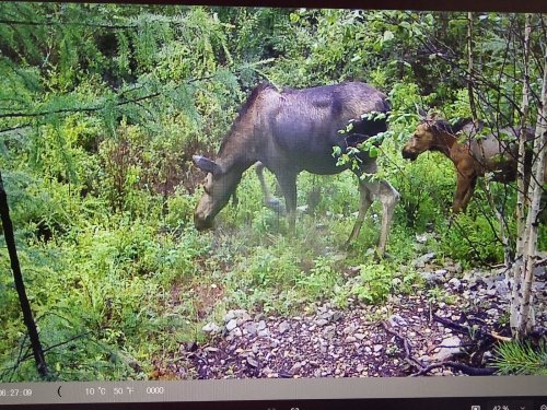 С фото ловушки