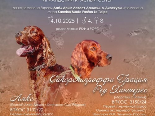 Щенки ирландского сеттера