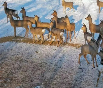 Депутаты Заксобрания Новосибирской области обсуждают увеличение квот для охотников