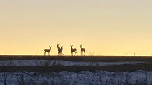 350м по бегущей косуле, загонная охота в Сибири