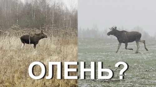 Охота НА ОЛЕНЯ. Поиск и обнаружение...